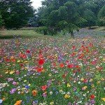 Wildflower Seed Mix - Attract Bees & Butterflies