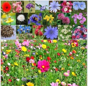 Wildflower Seed Mix for Garden and Wildlife