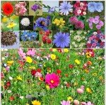 Wildflower Seed Mix for Garden and Wildlife