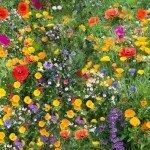 100g Wildflower Meadow Seed Mix - 25+ Varieties