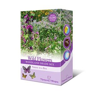Wildflower Seeds for Bees & Butterflies Mix