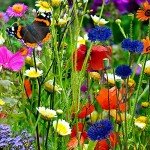 Wildflower Seed Mix for Bees and Butterflies