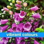 Wildflower Seeds for Bees & Butterflies Mix
