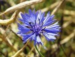Wildflower Seed Mix for Bees and Butterflies