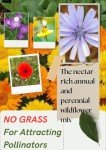 Wildflower Seed Mix for Garden and Wildlife