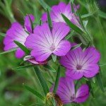 Wildflower Seed Mix for Bees and Butterflies