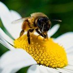 Wildflower Seed Mix for Bees and Butterflies
