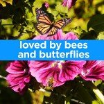 Wildflower Seeds for Bees & Butterflies Mix