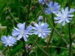 Wildflower Seed Mix for Bees and Butterflies