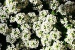 Wildflower Seed Mix for Garden and Wildlife