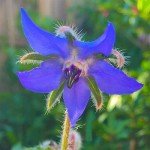 Wildflower Seed Mix for Bees and Butterflies