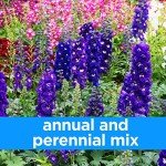 Wildflower Seeds for Bees & Butterflies Mix