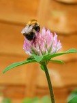 Wildflower Seed Mix for Garden and Wildlife