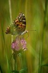 Wildflower Seed Mix for Bees and Butterflies