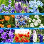 Wildflower Seeds for Bees & Butterflies Mix
