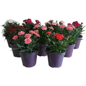 Mixed Colour Dianthus 'Oscar' - 3 Pack