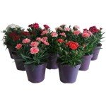 Mixed Colour Dianthus 'Oscar' - 3 Pack