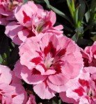 Mixed Colour Dianthus 'Oscar' - 3 Pack