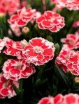 Mixed Colour Dianthus 'Oscar' - 3 Pack