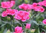 Mixed Colour Dianthus 'Oscar' - 3 Pack