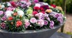 Mixed Colour Dianthus 'Oscar' - 3 Pack