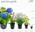 Mixed Colour Dianthus 'Oscar' - 3 Pack