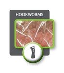 Bayer Quad Dewormer for Large Dogs - 2 Tablets