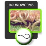 Bayer Quad Dewormer for Large Dogs - 2 Tablets