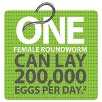 Bayer Quad Dewormer for Large Dogs - 2 Tablets