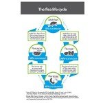 Bayer Quad Dewormer for Large Dogs - 2 Tablets