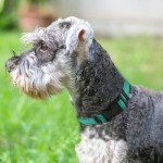 Joytale Adjustable Reflective Dog Collar for Medium Dogs