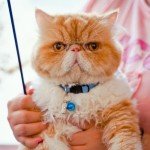 12 Pack Reflective Breakaway Cat Collars with Bells