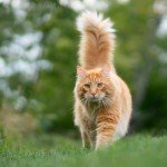 Pet Safe Cat Scram Granular Repellent (6 lbs)