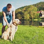 4-Pack 16" Metal Dog Tie-Out Spiral Stakes