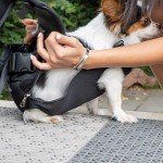Adjustable Dog Carrier Backpack for Hiking & Travel