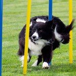 Dog Agility Training Kit - 12 Weave Poles