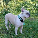 Padded Reflective Dog Collar with Leash - Blue