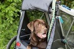 Trixie Quick-Fold Medium Dog Bike Trailer