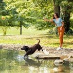 Nature's Recipe Lamb & Brown Rice Dry Dog Food