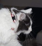 Bright & Safe Reflective Cat Collars with Bell - 6 Pack