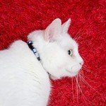 Bright & Safe Reflective Cat Collars with Bell - 6 Pack
