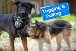 LOOBANI Outdoor Bungee Tug Toy for Dogs