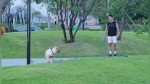 AMAGOOD Long Dog Leash for Training and Play