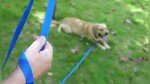 AMAGOOD Long Dog Leash for Training and Play