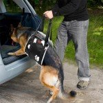 LOOBANI Dog Sling - Support Harness for Large Dogs