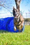 Agility Training Course Set for Dogs - 7pc