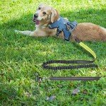 Heavy-Duty 15-Inch Dog Tie Out Stake