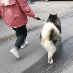 Mycicy 18 Inch Padded Dog Leash for Training