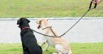 Dual Dog Leash with 360° Swivel & Bungee