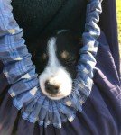 Adjustable Pet Sling Carrier for Small Dogs/Cats